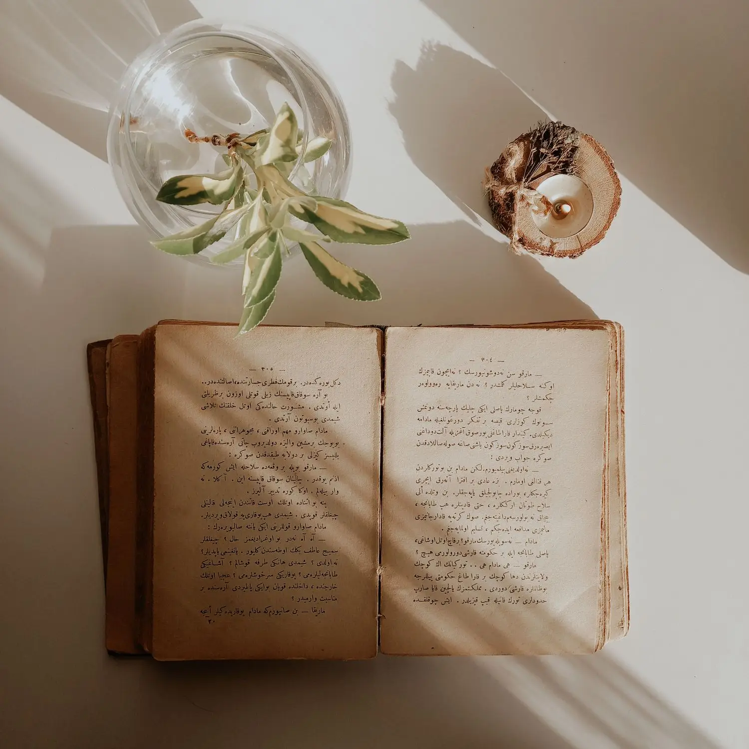Open book beside a small plant